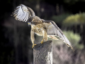 A red-tailed hawk trying to sit on a stump.