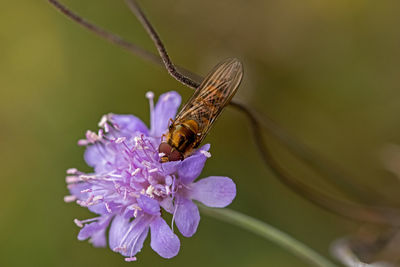 Close-up of butterfly pollinating on purple flower