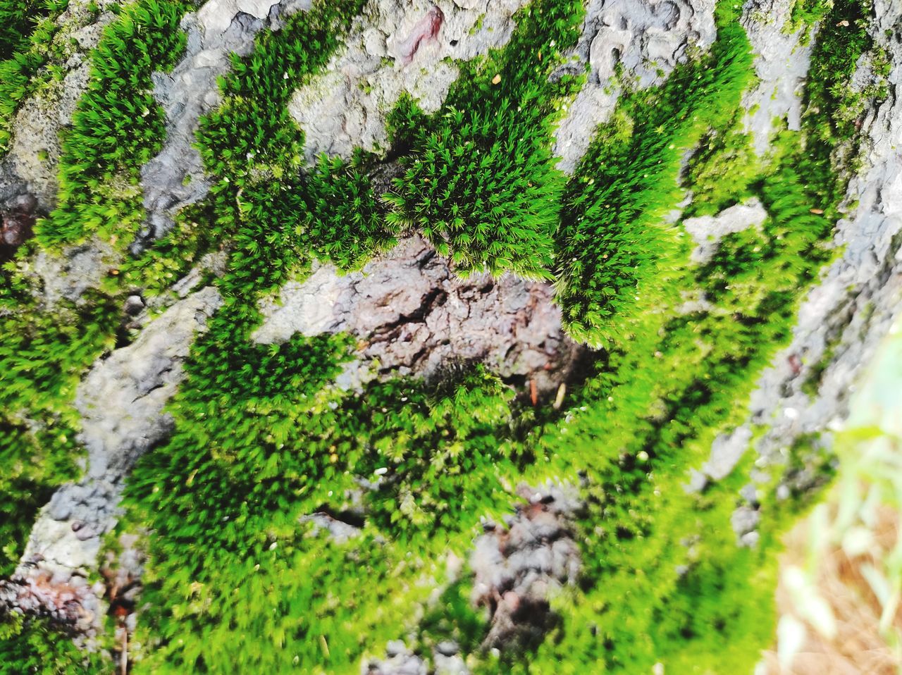 CLOSE-UP OF MOSS ON TREE TRUNK