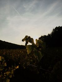 Close-up of silhouette plant against sky