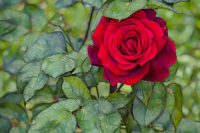 Close-up of red rose