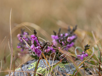 Close-up of insect on purple flowering plant