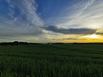 Scenic view of agricultural field against sky during sunset