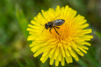 Close-up of insect on yellow flower