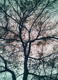 Low angle view of silhouette bare tree against sky