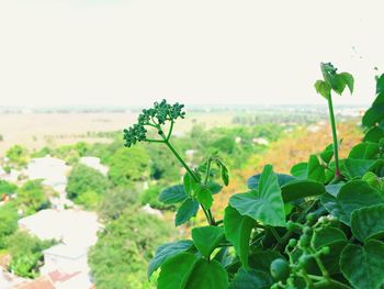 Plant growing on field against sky
