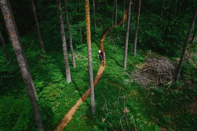 Person on tree trunk in forest