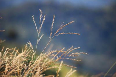 Close-up of plant against sky