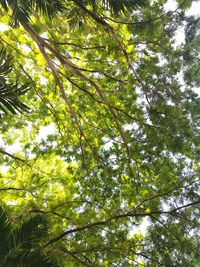 Low angle view of tree in forest