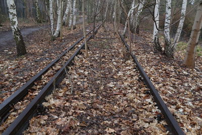 Railroad track amidst trees in forest during autumn