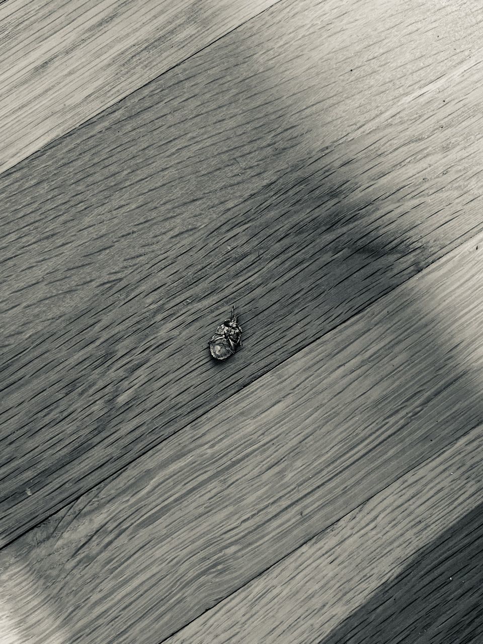 HIGH ANGLE VIEW OF BOATS ON SEA SHORE