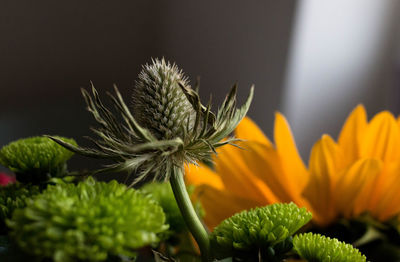 Close-up of flowering plant