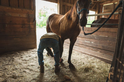 Horse standing in stable