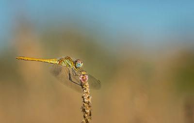 Close-up of dragonfly on plant