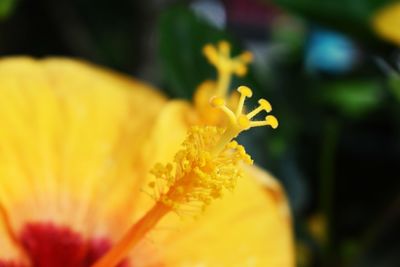 Close-up of yellow flowering plant