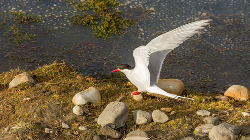 High angle view of bird perching at lakeshore