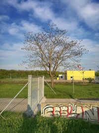 Tree against sky