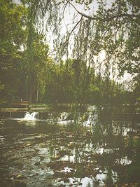 Reflection of trees in water