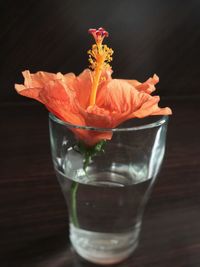 Close-up of red hibiscus over black background