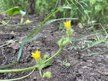 Close-up of yellow flowering plant on land