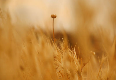 Close-up of wheat growing on field