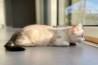 Close-up of cat sleeping