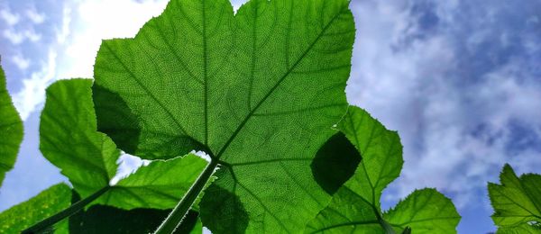 Close-up of fresh green leaves against sky