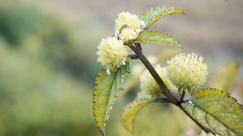 Close-up of yellow flowering plant