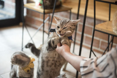 Cat playing with kitten at home