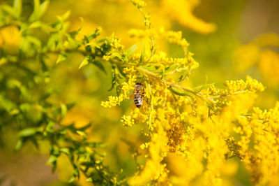 Close-up of bee on yellow flower