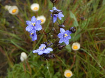 Close-up of flowers blooming outdoors