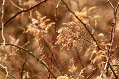 Close-up of flowering plant on branch