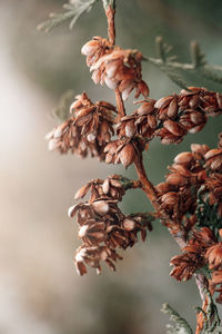 Beautiful autumn background. dry branches of thuja. coniferous cones close-up. 