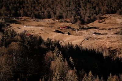 High angle view of trees on field