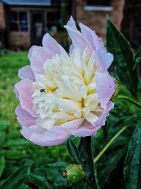 Close-up of flower blooming outdoors