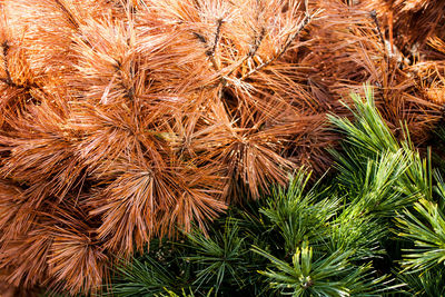 Full frame shot of dried plant