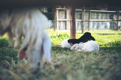 View of two dogs on field