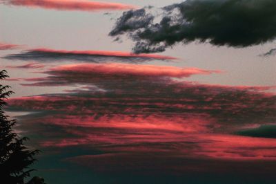 Silhouette of trees against dramatic sky