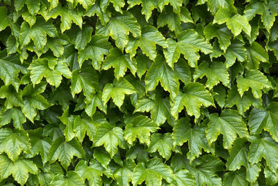 Full frame shot of green leaves