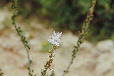 Close-up of white flowering plant