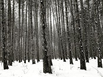 Full frame shot of trees against sky