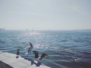 Seagull perching on swimming in sea against sky