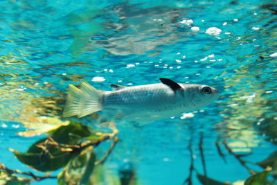 Close-up of fish swimming in sea