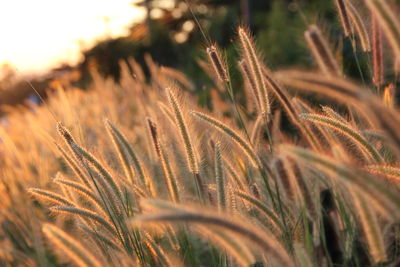 Close-up of wheat growing on field