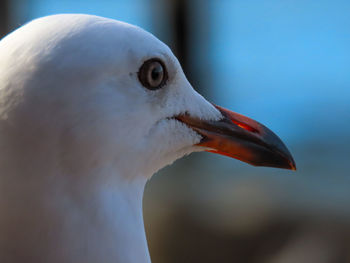 Closeup of a seagull head and beak on the australian east coast