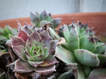 Close-up of succulent plant