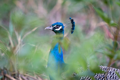 Close-up of a peacock