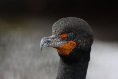 Double-crested cormorant head close-up