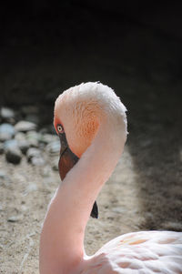 In this photo there is a flamingo bird sleeping 