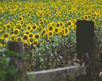 Close-up of yellow flowering plant on field